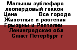 Малыши эублефара ( леопардовый геккон) › Цена ­ 1 500 - Все города Животные и растения » Грызуны и Рептилии   . Ленинградская обл.,Санкт-Петербург г.